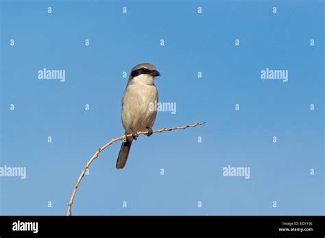 Loggerhead Shrike Lanius Ludovicianus Whitewater Draw Cochise County