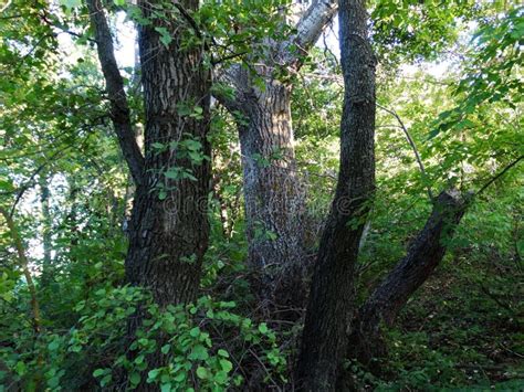 The Impenetrable Forest Stock Photo Image Of Tree Outdoors 127313008