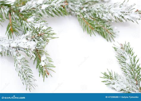 Branch of Christmas Tree in Snow, on White Background Stock Photo ...