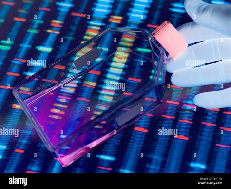 Genetic Engineerings Fotos Und Bildmaterial In Hoher Aufl Sung Alamy