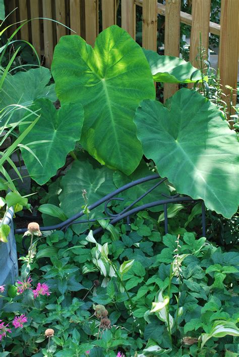 Elephant Ears Yard Landscaping Backyard Plant Leaves