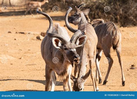 A Greater Kudu Herd Bull Tasting For Scent Of In Season Cows Stock