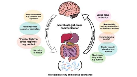 Parkinsons And The Gut What Do We Know What Can We Do — Invigorate