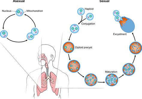 Figure 1 From Pathobiology Of Pneumocystis Pneumonia Life Cycle Cell Wall And Cell Signal