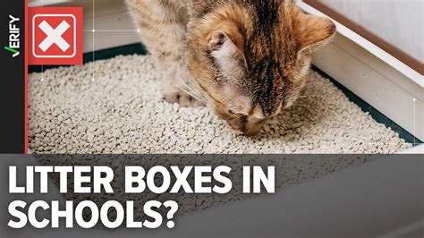 Theres Never Been Evidence Of A School Providing Litter Boxes For