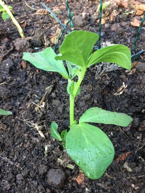 How To Grow High Yielding Fava Bean Broad Bean Plants