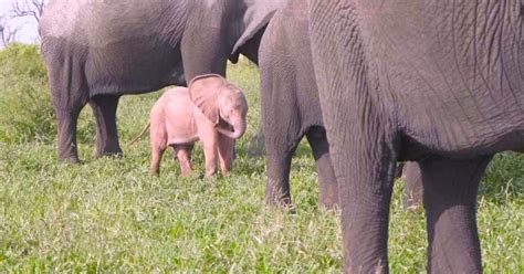 Extremely Rare Pink Baby Elephant Seen In South African Wildlife Park