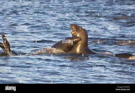 Elephant Seal Bulls Fighting In The Ocean Mirounga Angustirostris Stock