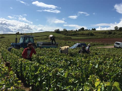 Un Forum Sur Les M Tiers De La Vigne Et Du Vin Fin Janvier Beaune