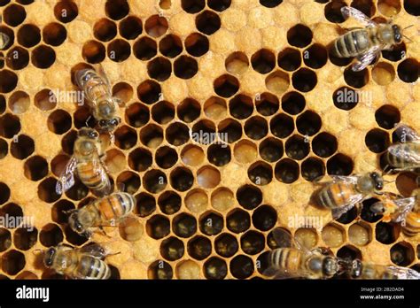 Bees On Brood Frame Tending To Eggs And Larva Stock Photo Alamy