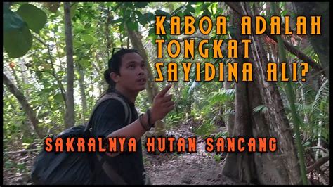 Mitos Pohon Kaboa Di Hutan Sancang Akhirnya Terungkap Youtube