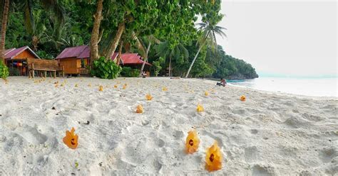 Melihat Keindahan Pulau Malange Habitat Asli Monyet Togean