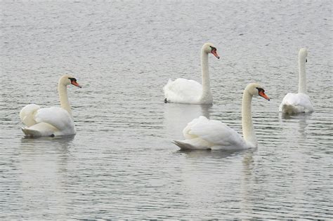 Swans Mute Water Free Photo On Pixabay Pixabay