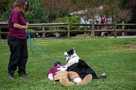 how to.become a dog trainer