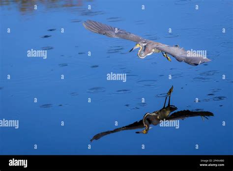 Tricolored Heron Egretta Tricolor Flying Over Water With Reflection