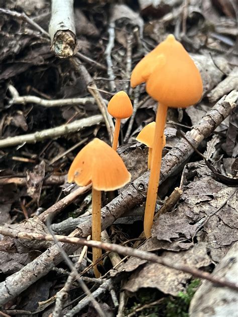 Newbie to the shroom world, found all these on recently purchased land