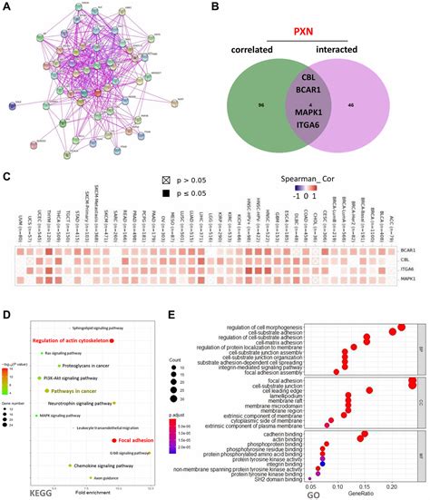 Pan Cancer Analysis Reveals An Immunological Role And Prognostic