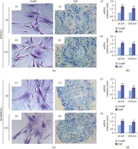 Chondrogenic Differentiation Potential Of Hpdlscs Collected From