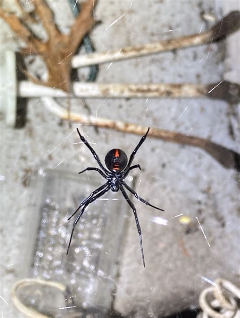 5 Ways Youre Inviting Black Widow Spiders Into Your Home Debug