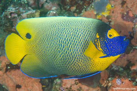 Pomacanthus xanthometopon - Blueface Angelfish | Reef Life Survey