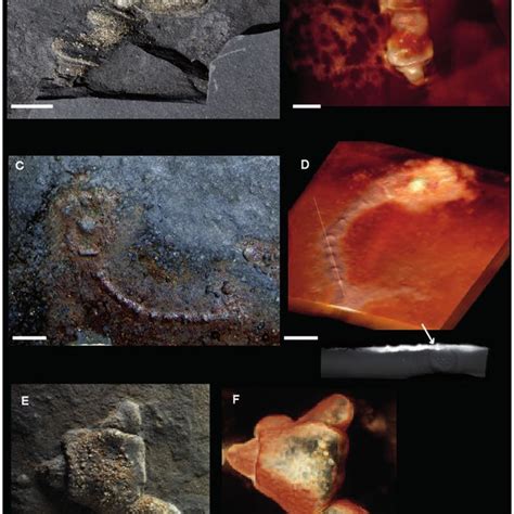 Macrofossil assemblage from the FB2 black shales of Gabon. Photographs... | Download Scientific ...