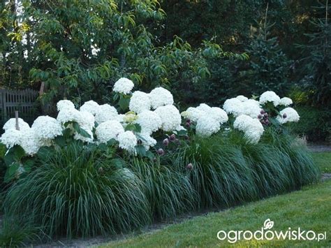 Some White Flowers And Green Grass In The Middle Of A Yard With Trees