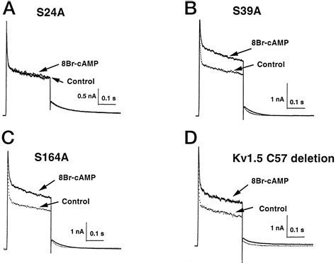 Protein Kinase A Phosphorylation Alters Kvβ1 3 Subunit mediated