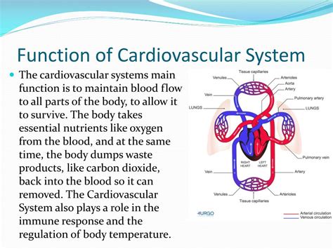 The Cardiovascular System Ppt