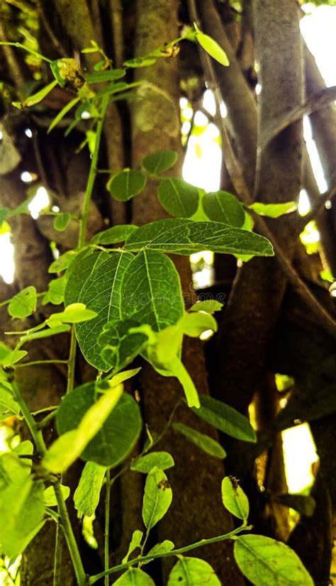 Semilla De árbol Trembesi El árbol Trembesi Es Uno De Los árboles