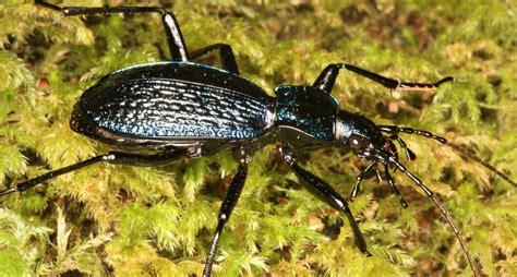 Uks Rarest Rainforest Beetles Go On Multi Day ‘adventures News