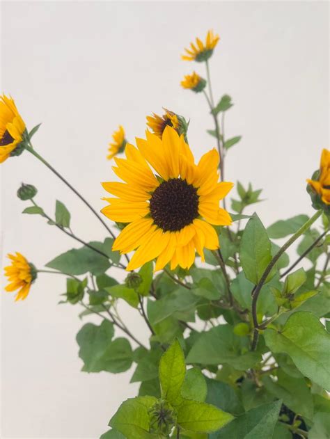 Sunflower Sunflower Sunbelievable Brown Eye from American Farms