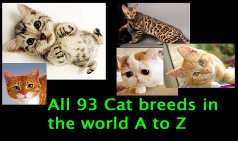 Big Cat Breeds List