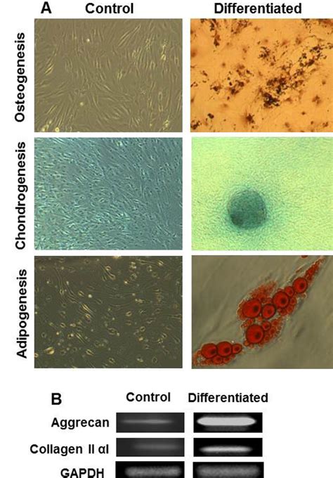 Multilineage Differentiation Potential Of SMSCs At 3 Weeks After