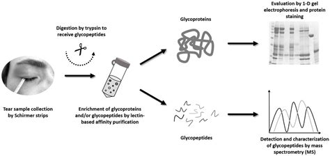 Molecules Free Full Text Lectin Based Affinity Enrichment And