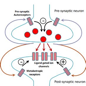 Neurotransmitter Mcq Practice Flashcards Quizlet