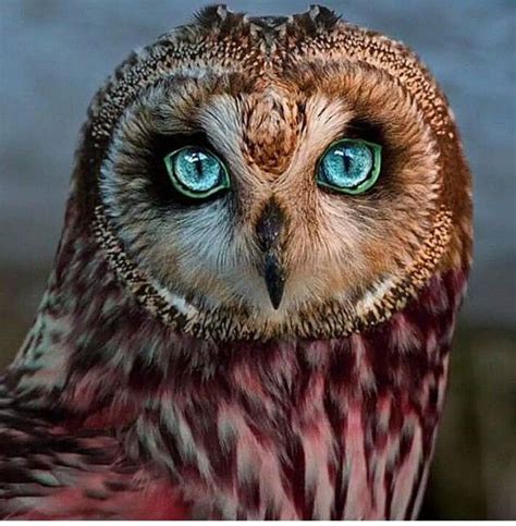 Amazing Colours Owl Beautiful Birds Beautiful Owl