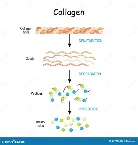 Collagen Peptides Are Digested And Broken Down Into Amino Acids Stock