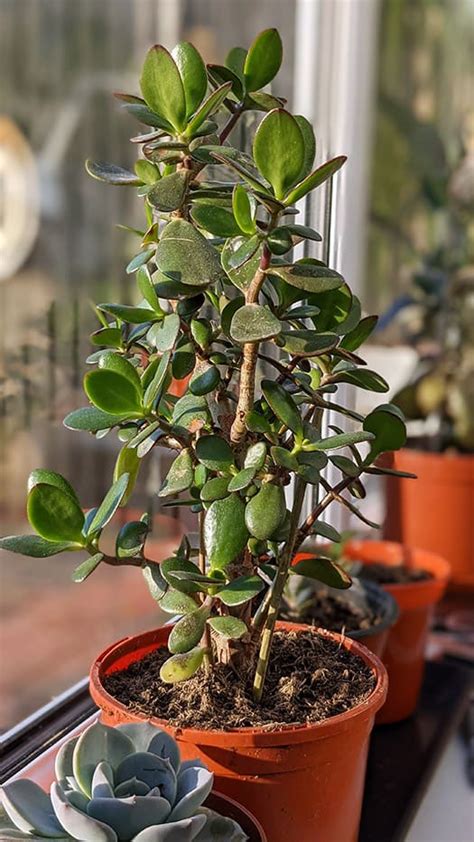 Money Plant Jade Plant Crassula Ovata Guide Our House 53 Off