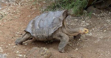 Horny Tortoise Saves Entire Species With Sex Album On Imgur