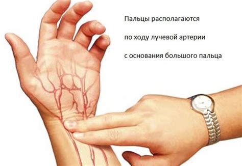 КРОВЕНОСНАЯ СИСТЕМА.СЕРДЦЕ: Интересные факты о пульсе