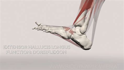 Extensor Hallucis Longus Function Dorsiflexion Assist 3D Animation