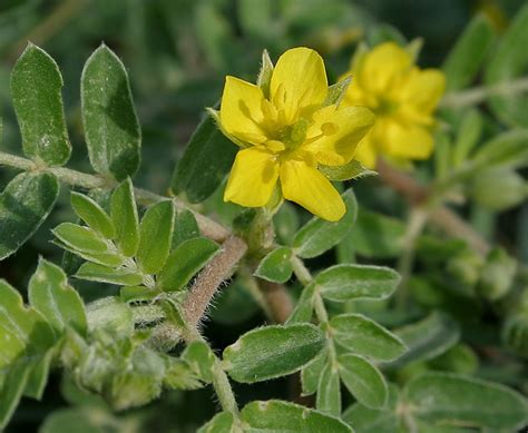 Tribulus Terrestris - Learn About Nature