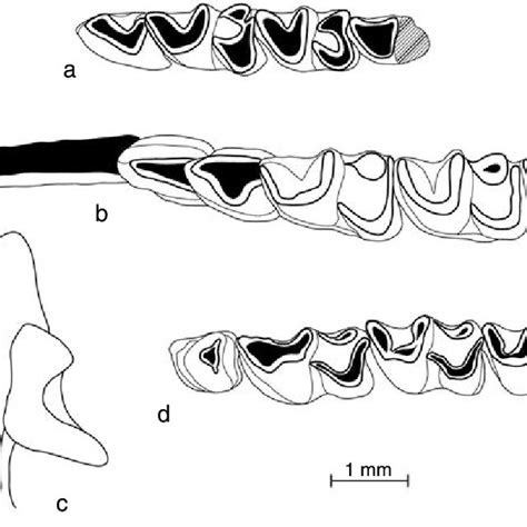 Dibujo de material dentario del yacimiento de la Cueva de El Sidrón