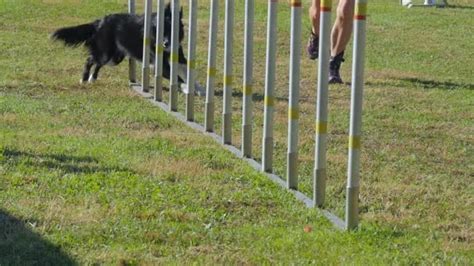 Dog agility, weave poles — Stock Video © fraxnet #53562219