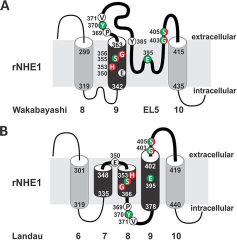 Comparison Of Different Models Of The Predicted Transmembrane