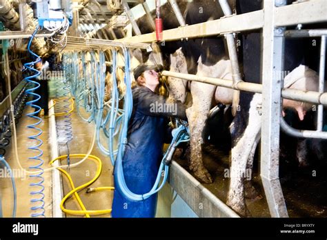 Cow Being Milked High Resolution Stock Photography And Images Alamy