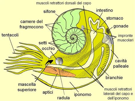 An Image Of The Structure Of A Snail S Shell And Its Parts Labeled In