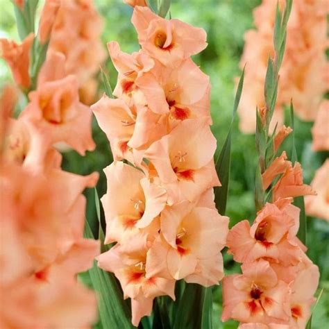 Гладиолус Луковица, Флево Бич, 5 шт – купить за 275 ₽ | LeFlowers.ru