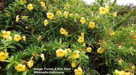 18 Yellow Flowering Vines With Pictures Identification Guide