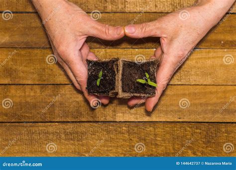 Brotes Del Tomate En Tazas De La Turba En Manos En Un Fondo De Madera